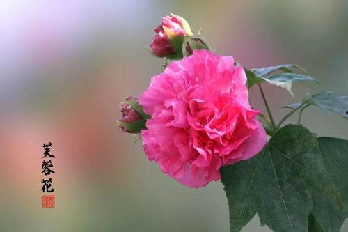 芙蓉花开待君折,待君折取寄深情